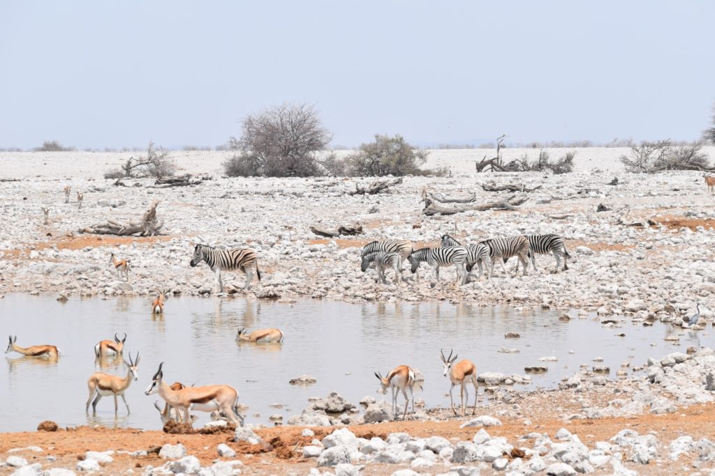 Zebra and antelope at a watering hole