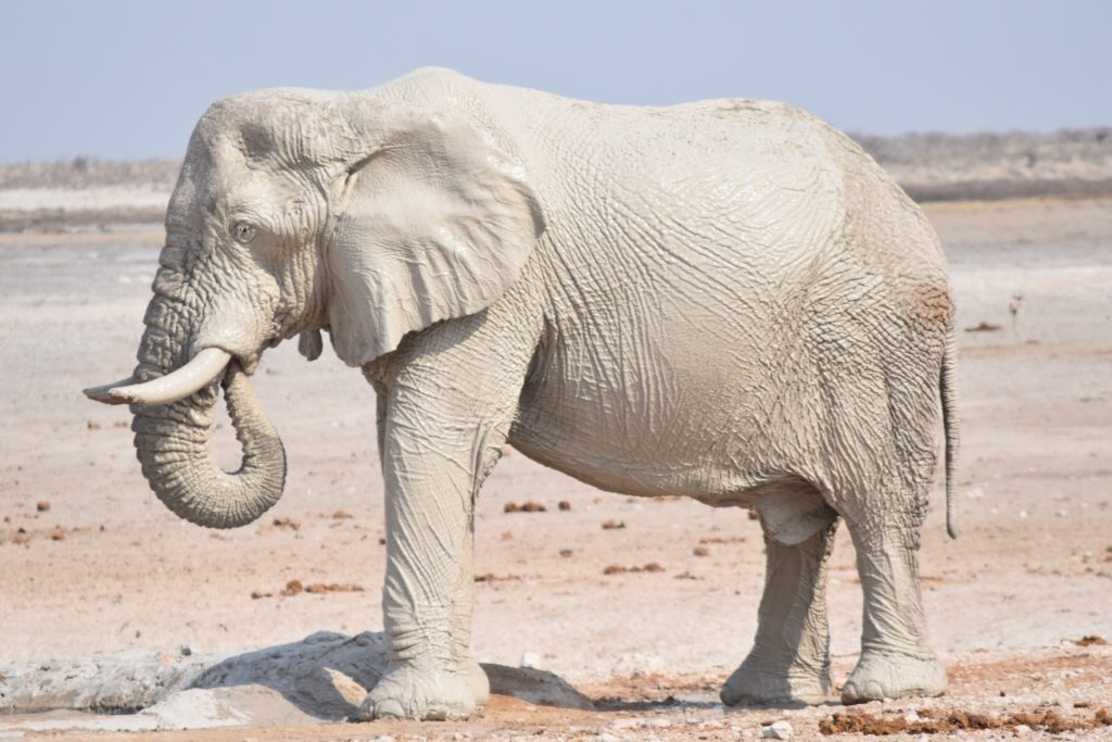 A dusty elephant